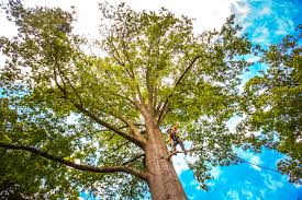 Trusted Calimesa, CA Tree Services Experts