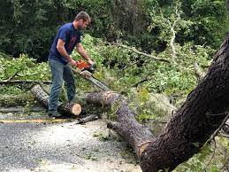 Tree and Shrub Care in Calimesa, CA