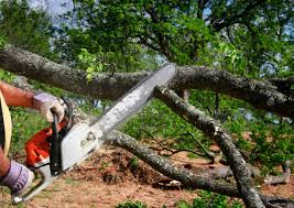 Best Hazardous Tree Removal  in Limesa, CA