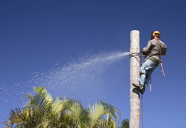 How Our Tree Care Process Works  in  Calimesa, CA