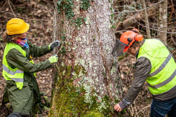 Best Commercial Tree Services  in Limesa, CA